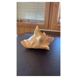 (3) Sea shells
