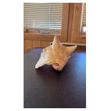 (3) Sea shells