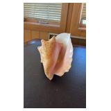 (3) Sea shells