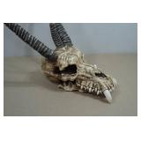 Resin 3 Horn Skull Prop