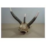 Resin 3 Horn Skull Prop