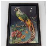 Vintage Carlo Tropical Pheasant Framed Print