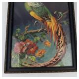 Vintage Carlo Tropical Pheasant Framed Print