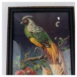 Vintage Carlo Tropical Pheasant Framed Print