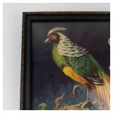Vintage Carlo Tropical Pheasant Framed Print