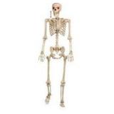 Halloween Poseable Skeleton $58.99 Retail - Brand New