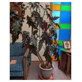 Potted Begonia Plant in Decorative Planter
