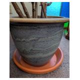Potted Begonia Plant in Decorative Planter