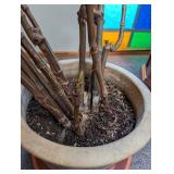 Potted Begonia Plant in Decorative Planter