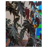 Potted Begonia Plant in Decorative Planter