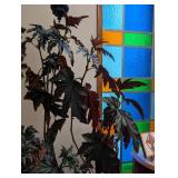 Potted Begonia Plant in Decorative Planter