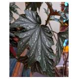 Potted Begonia Plant in Decorative Planter