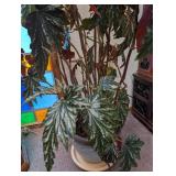 Large Potted Foliage Plant in Ceramic Planter