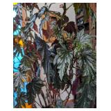 Large Potted Foliage Plant in Ceramic Planter