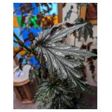 Large Potted Foliage Plant in Ceramic Planter
