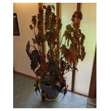 Large Potted Begonia Houseplant in Decorative Planter