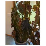 Large Potted Begonia Houseplant in Decorative Planter