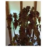 Large Potted Begonia Houseplant in Decorative Planter