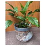 Live Potted Houseplant in Decorative Planter