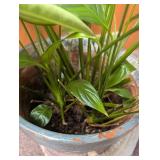 Live Potted Houseplant in Decorative Planter
