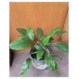 Live Potted Houseplant in Decorative Planter
