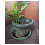 Potted Green Houseplant in Decorative Planter With Saucer