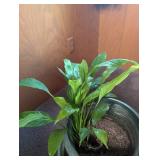 Potted Green Houseplant in Decorative Planter With Saucer