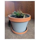 Potted Plant in Decorative Planter