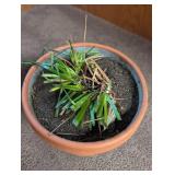 Potted Plant in Decorative Planter