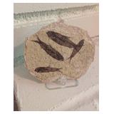 Fossil Fish Slab (Lot of 4)