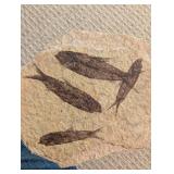 Fossil Fish Slab (Lot of 4)