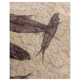 Fossil Fish Slab (Lot of 4)