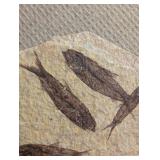 Fossil Fish Slab (Lot of 4)