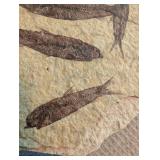 Fossil Fish Slab (Lot of 4)