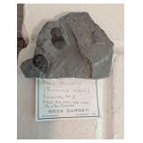 Fossil Trilobite Bumastus Loxus - Rochester, New York