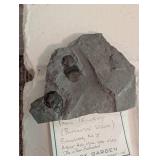 Fossil Trilobite Bumastus Loxus - Rochester, New York