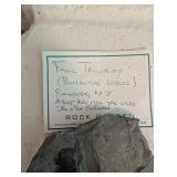 Fossil Trilobite Bumastus Loxus - Rochester, New York