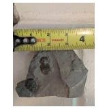 Fossil Trilobite Bumastus Loxus - Rochester, New York