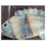 Ceramic Fish Wall Hanging Plaque