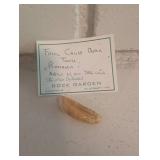 Fossil Cave Bear Tooth & Mixed Fossil Specimens in Wooden Tray