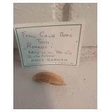 Fossil Cave Bear Tooth & Mixed Fossil Specimens in Wooden Tray