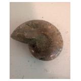 Fossil Cave Bear Tooth & Mixed Fossil Specimens in Wooden Tray