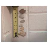 Fossil Cave Bear Tooth & Mixed Fossil Specimens in Wooden Tray