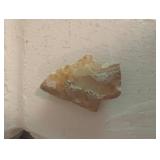 Fossil Cave Bear Tooth & Mixed Fossil Specimens in Wooden Tray