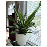 Large Live Potted Houseplant in Decorative Planter