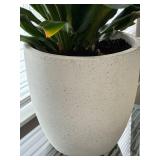 Large Live Potted Houseplant in Decorative Planter
