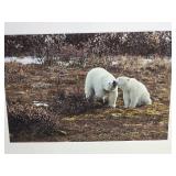 *SIGNED* Breathtaking Naturalist Fine Art Photography Series - Polar Bears / Split Rock Lighthouse