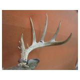 Non Typical Deer Mount With Bullet Hole in Antler