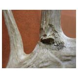 Non Typical Deer Mount With Bullet Hole in Antler