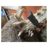 Non Typical Deer Mount With Bullet Hole in Antler